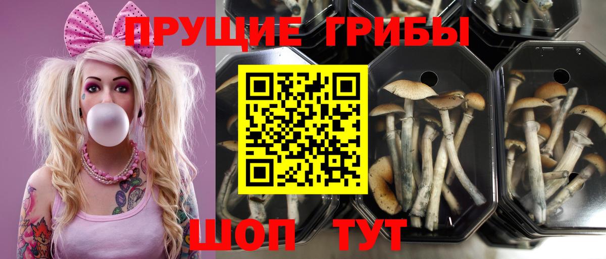 Псилоцибиновые грибы Cubensis Лосино-Петровский